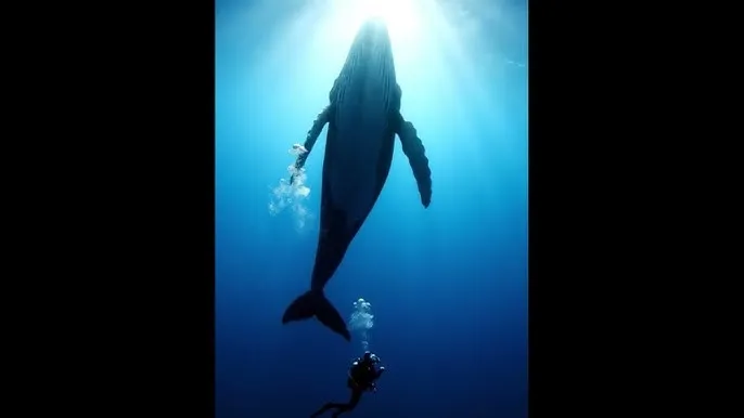 美妙的旋律第三季 - 深蓝星球：探索海洋深处的未知世界